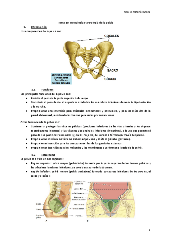 Miniatura del documento Tema-10.-Osteologia-y-artrologia-de-la-pelvis.pdf