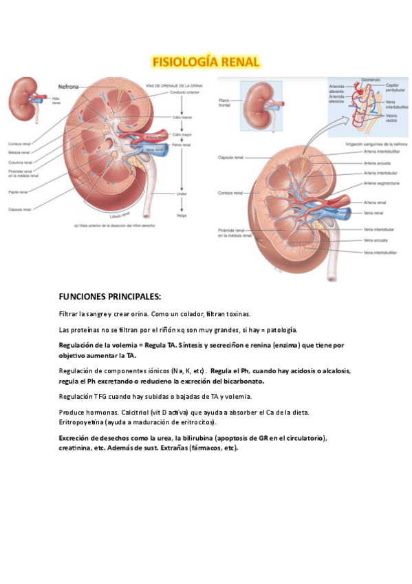Miniatura del documento TEMA-8.-RENAL.pdf