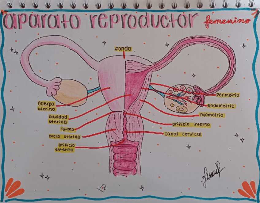 Miniatura del documento Aparato-reproductor-femenino-y-masculino.pdf
