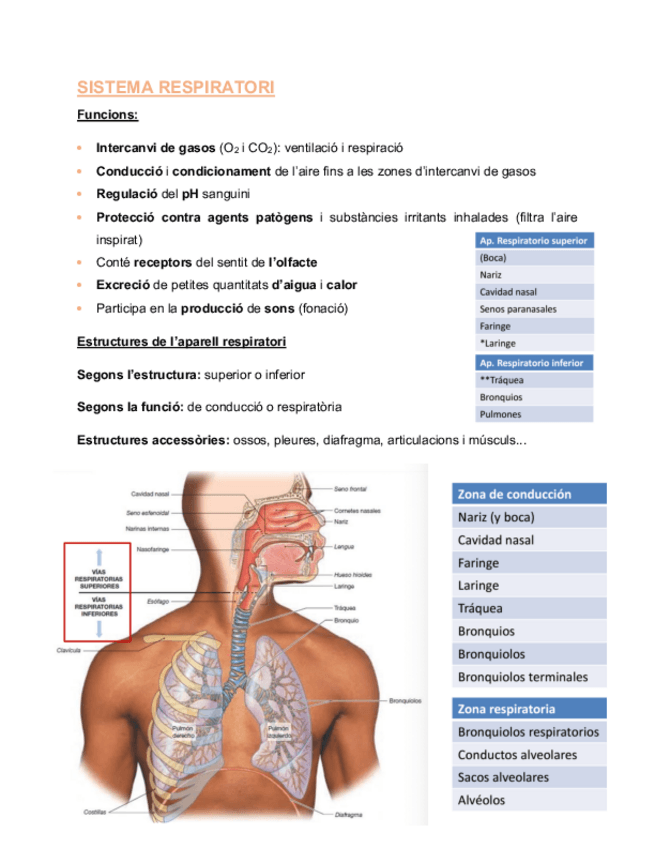 Miniatura del documento Sistema-respiratori.pdf