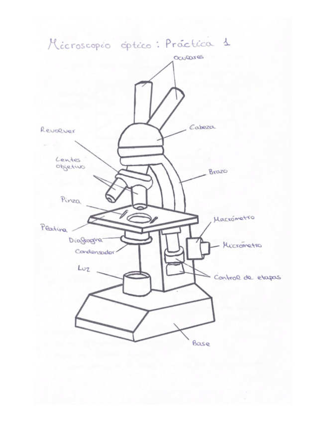 Miniatura del documento Microscopio-optico-Practica.pdf