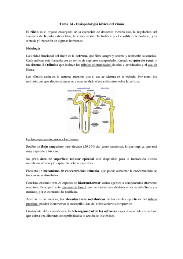 Miniatura del documento Tema 14 - Fisiopatología tóxica del riñón.pdf