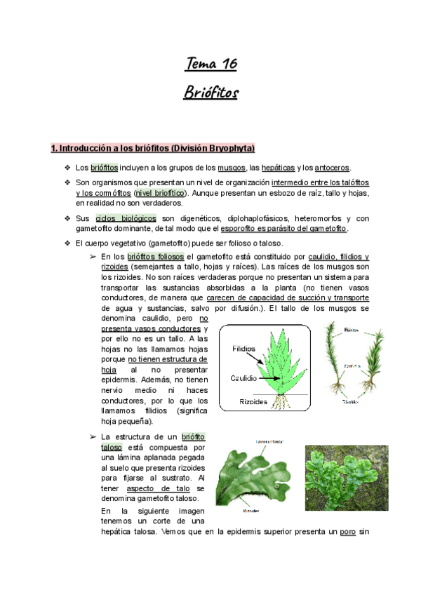 Miniatura del documento Apuntes-Tema-16-Botanica-I-Briofitos.pdf