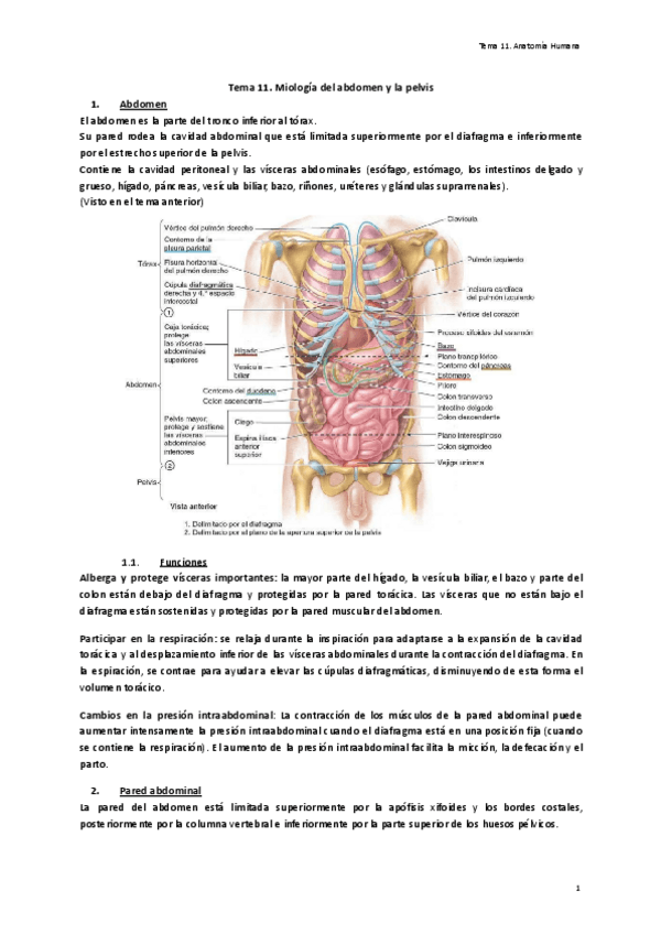 Miniatura del documento Tema-11.-Miologia-del-abdomen-y-la-pelvis.pdf