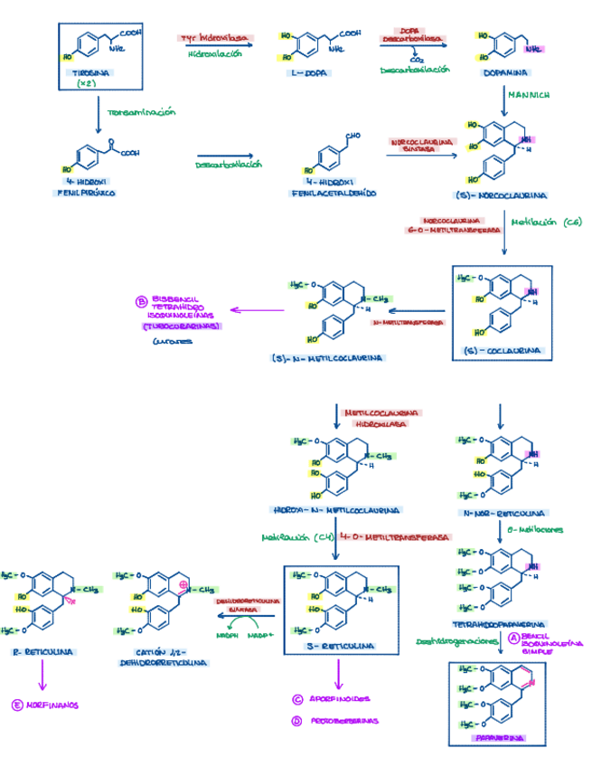 Miniatura del documento 3.-SINTESIS-DE-BENCILTETRAHIDROISOQUINOLEINAS.pdf