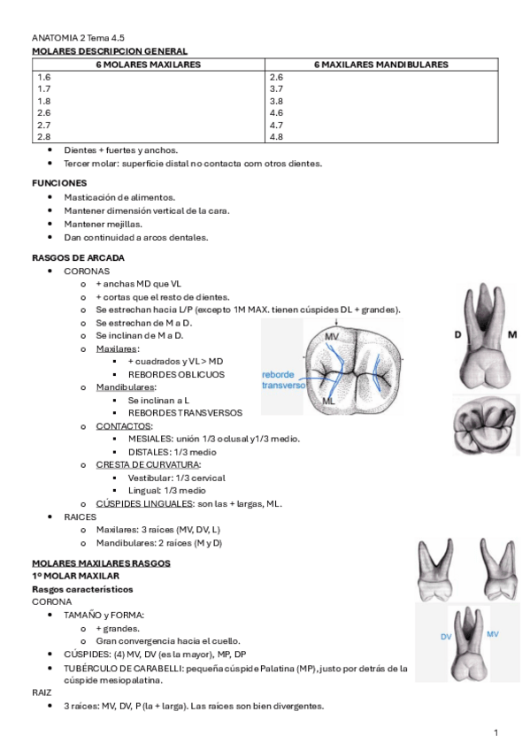 Miniatura del documento ANATOMIA-2-Tema-4.5.pdf