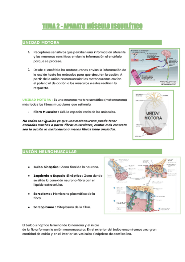 Miniatura del documento 2.1.-Aparato-Musculoesqueletico.pdf
