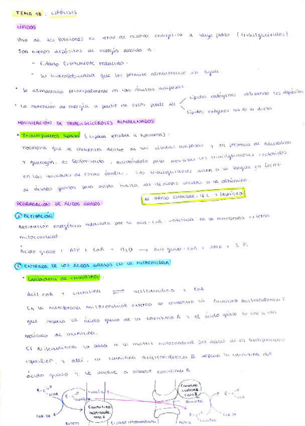 Miniatura del documento tema-18-bioquimica-lipolisis.pdf