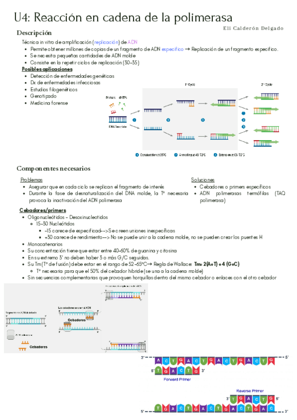 Miniatura del documento T4-PCR-y-electroforesis.pdf