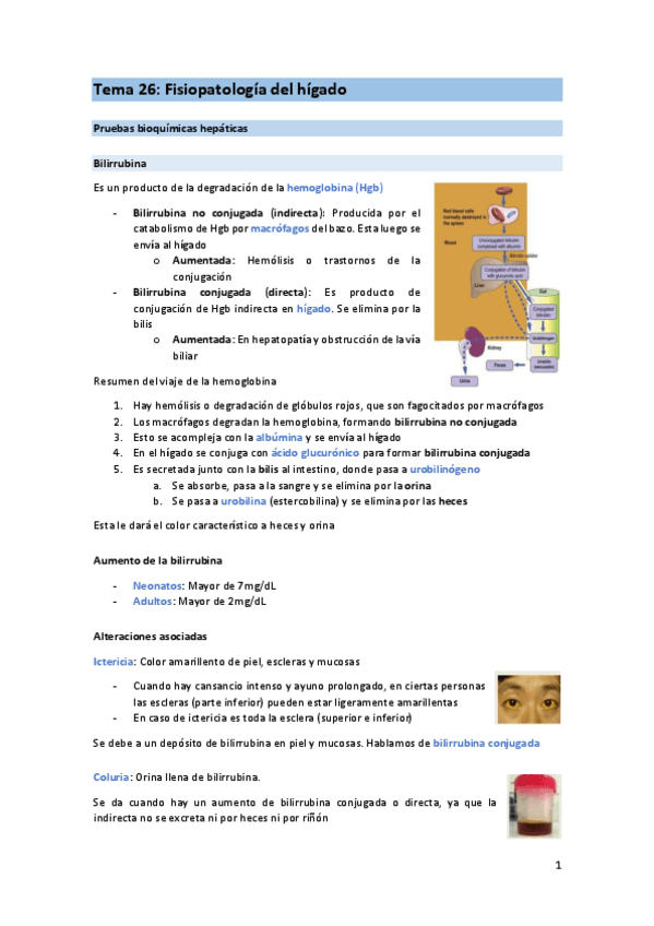 Miniatura del documento T26-FIS-higado.pdf