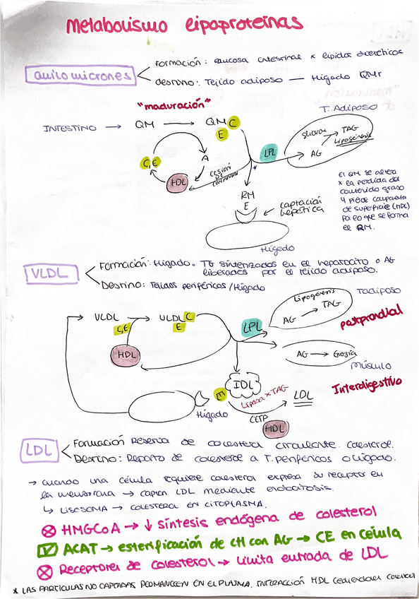 Miniatura del documento Lipoproteinas-nutri.pdf