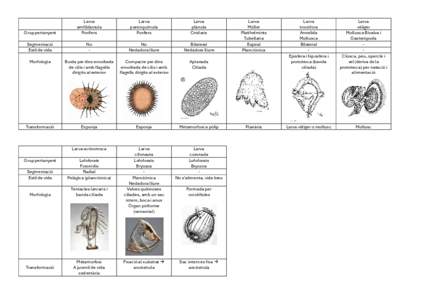 Miniatura del documento Taula-comparativa-Larves-Parcial-1.pdf