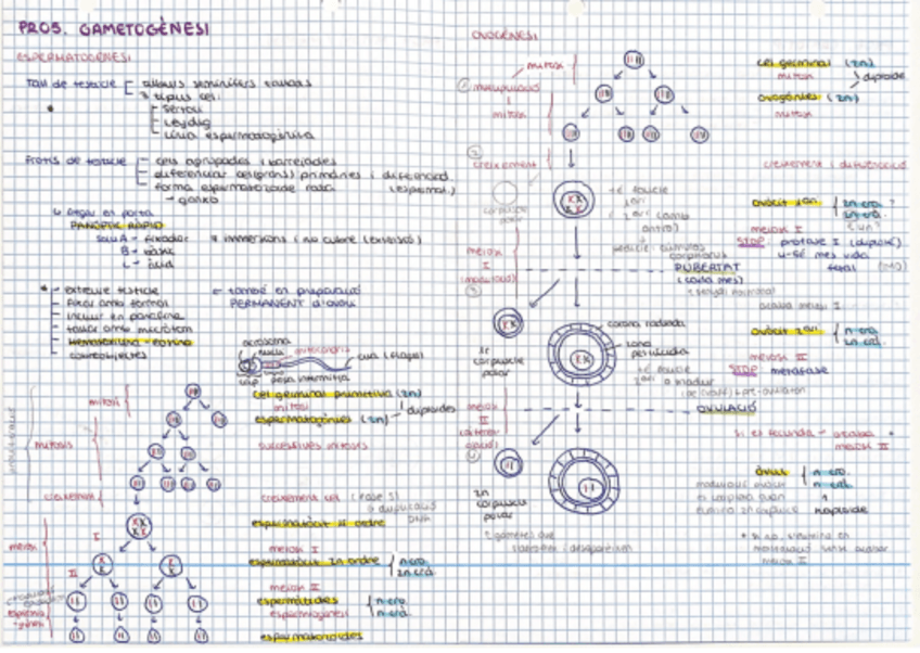 Miniatura del documento Esquema-Gametogenesis.pdf