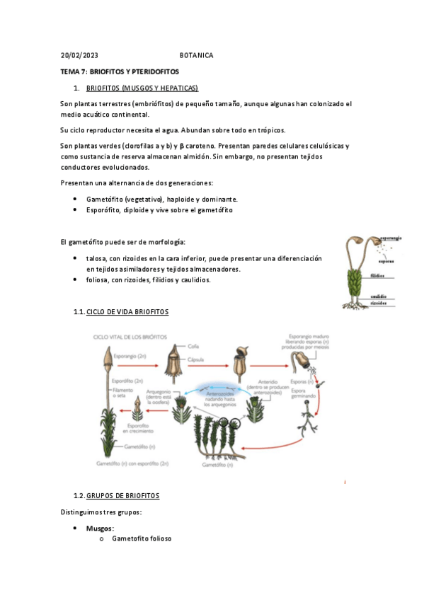 Miniatura del documento TEMA-7-BOTANICA.pdf