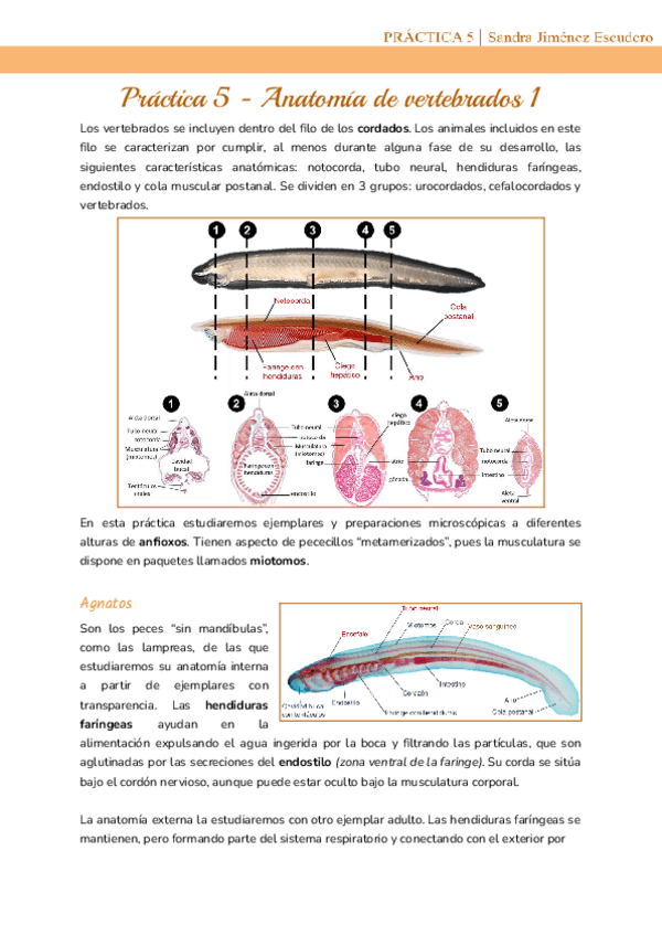 Miniatura del documento Practica-5-Anatomia-de-vertebrados-1.pdf