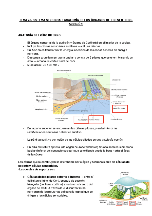Miniatura del documento TEMA-7d-ANATOMIA-2.pdf