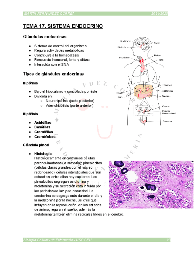 Miniatura del documento TEMA-17.pdf