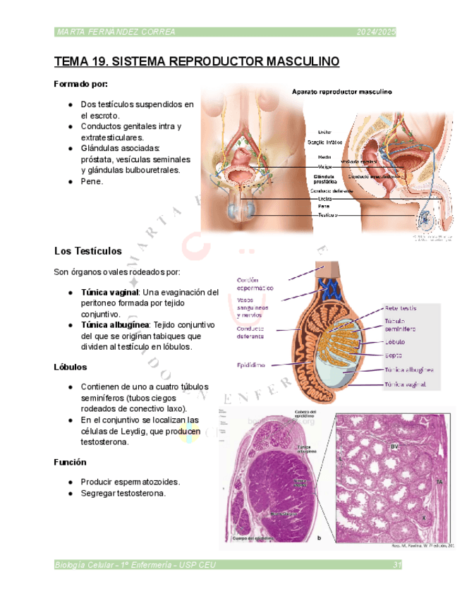 Miniatura del documento TEMA-19.pdf