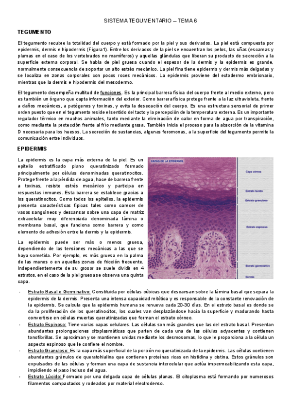 Miniatura del documento TEMAS-6-Y-23-TEGUMENTARIO-Y-ENDOCRINO.pdf