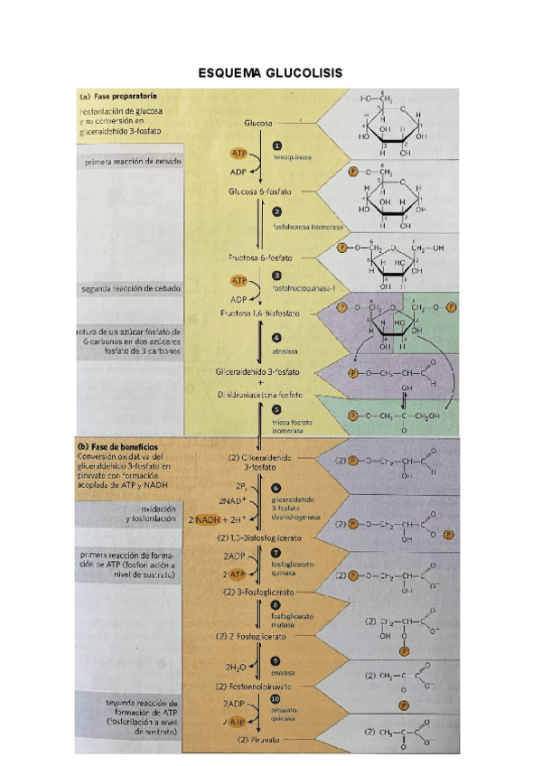 Miniatura del documento ESQUEMAS-GLUCOLISIS.pdf