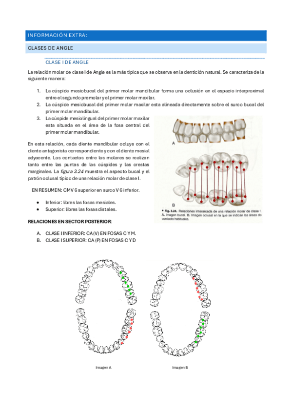 Miniatura del documento Informacion-extra-ortodoncia-oclusion.pdf