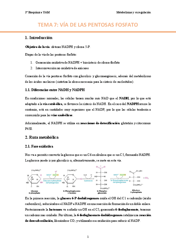 Miniatura del documento TEMA-7.-Via-de-las-pentosas-fosfato..pdf