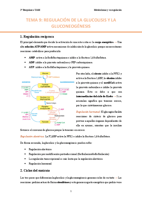 Miniatura del documento TEMA-9.-Regulacion-de-la-glucolisis-y-la-gluconeogenesis..pdf