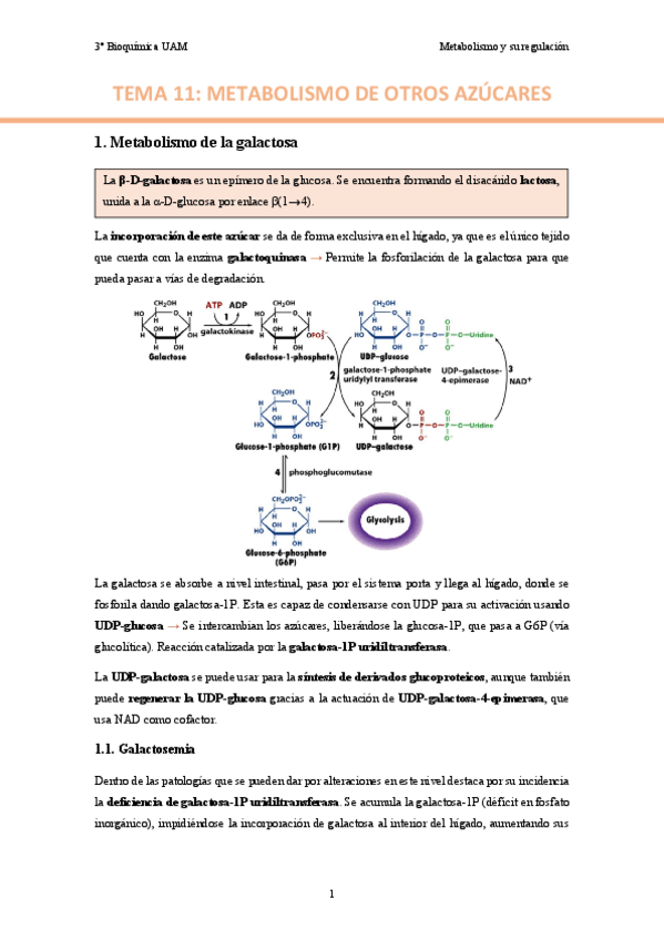 Miniatura del documento TEMA-11.-Metabolismo-de-otros-azucares..pdf