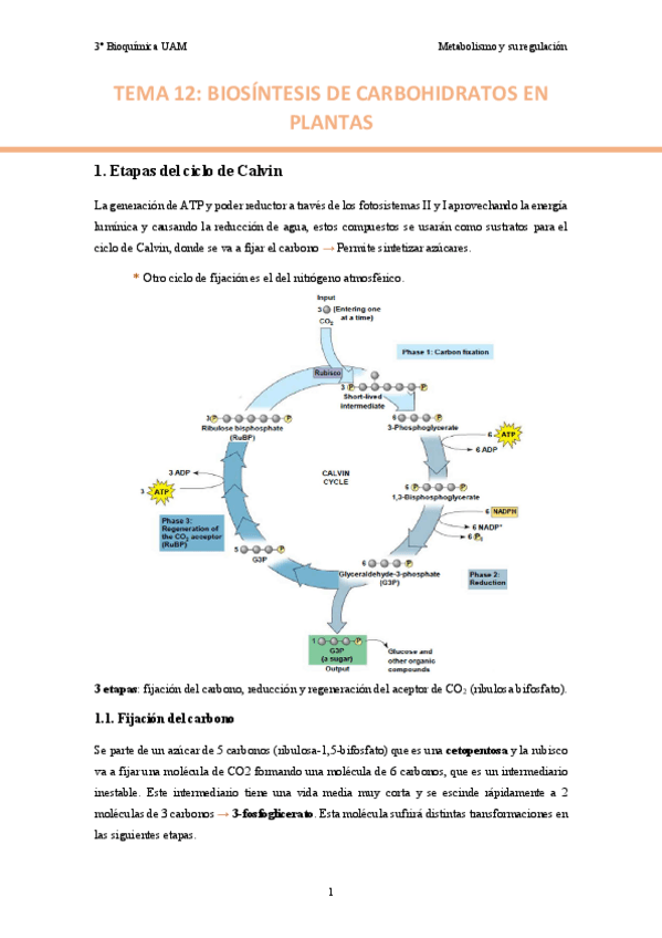 Miniatura del documento TEMA-12.-Biosintesis-de-carbohidratos-en-plantas..pdf