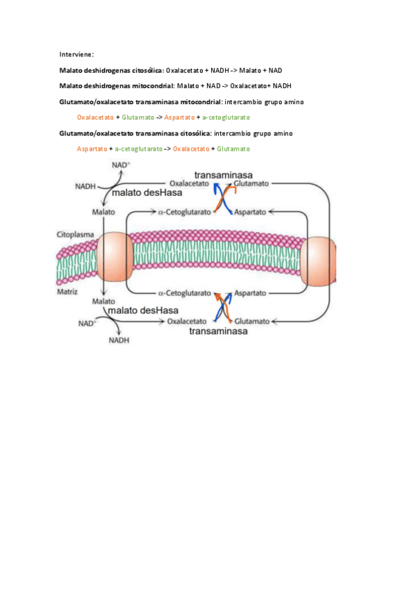 Miniatura del documento Lanzadera-Malato-aspartato.pdf