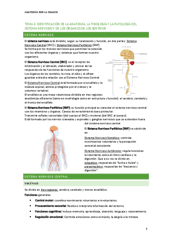 Miniatura del documento tema-4-anatomia-y-fisiologia-del-sistema-nervioso.pdf