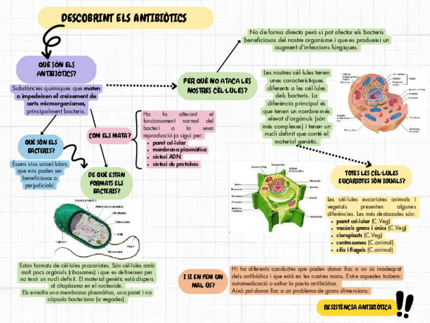 Miniatura del documento Esquema-de-les-cellules.pdf