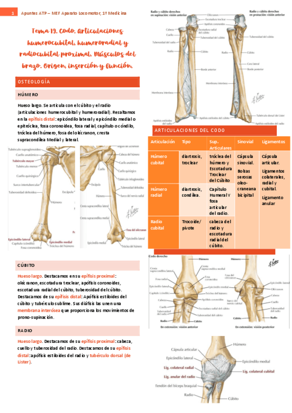 Miniatura del documento tema-19-ap-locomotor.pdf