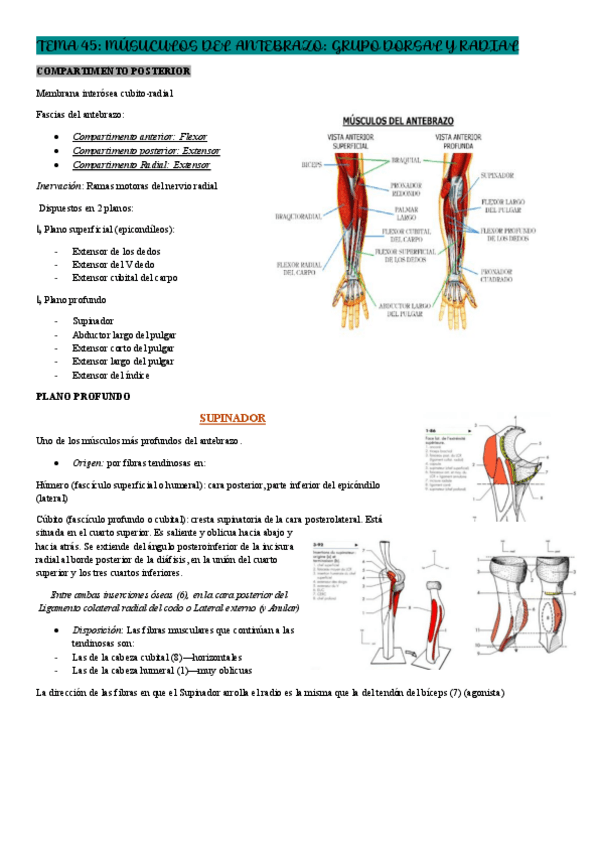 Miniatura del documento TEMA-45-Musculos-del-antebrazo-2-grupo-extensor-y-radial.-Miocinetica.-Corredera-de-los-extensores..pdf