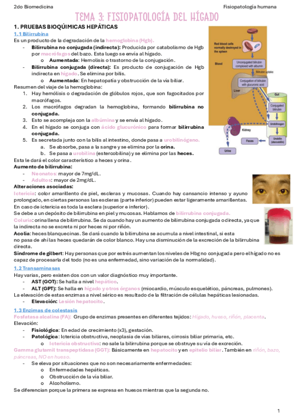 Miniatura del documento T3-Fisiopatologia-del-higado.pdf