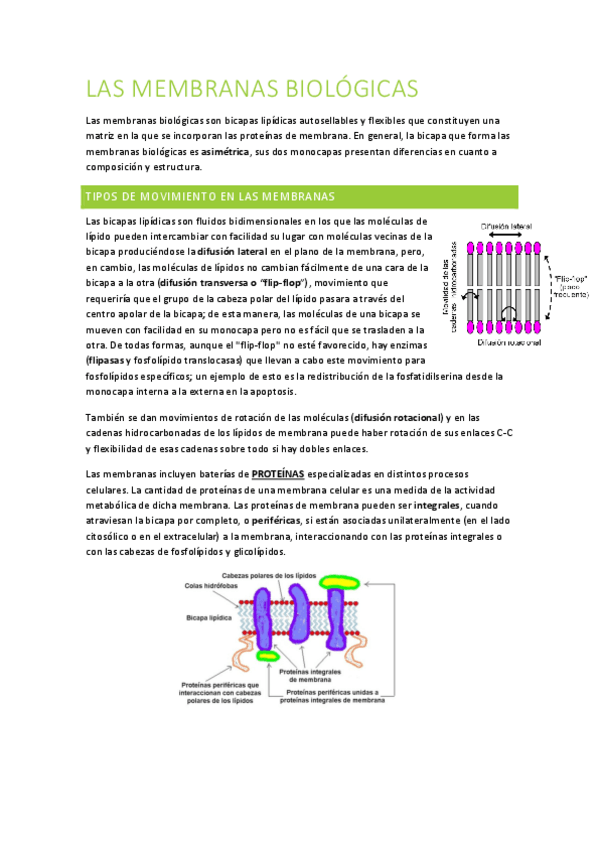 Miniatura del documento TEMA-4-MEMBRANAS-BIOLOGICAS.pdf