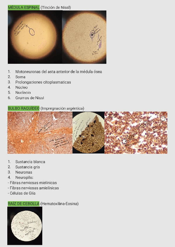 Miniatura del documento EXAMEN-PRACTICO BIOCEL-HISTOLOGIA-1-Medicina.pdf