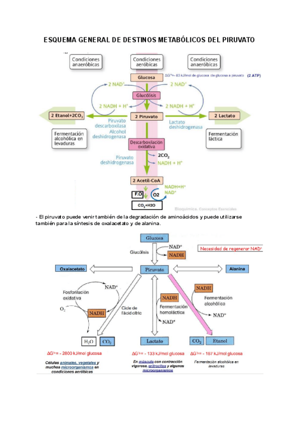 Miniatura del documento ESQUEMA-DESTINOS-METABOLICOS-DEL-PIRUVATO.pdf