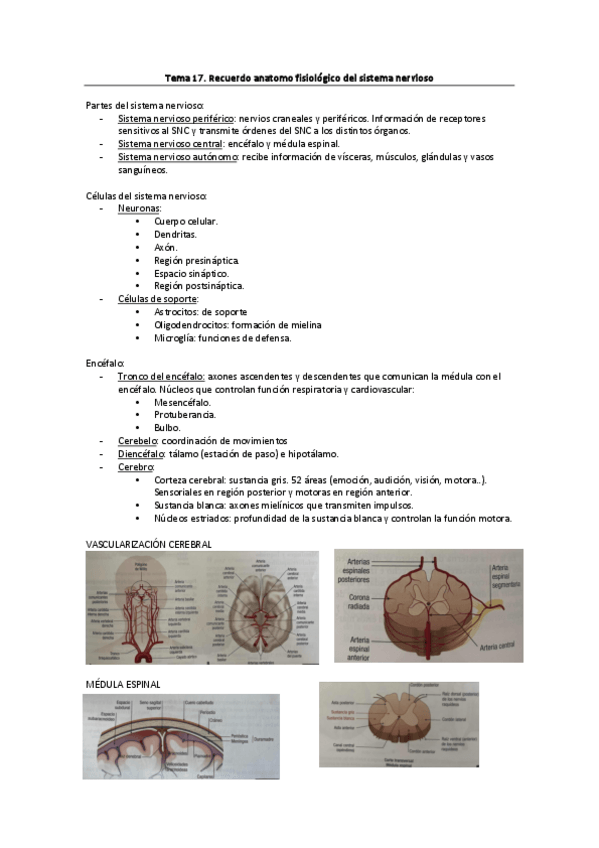 Miniatura del documento Tema-17.-Recuerdo-anatomofisiologico-del-sistema-nervioso.pdf