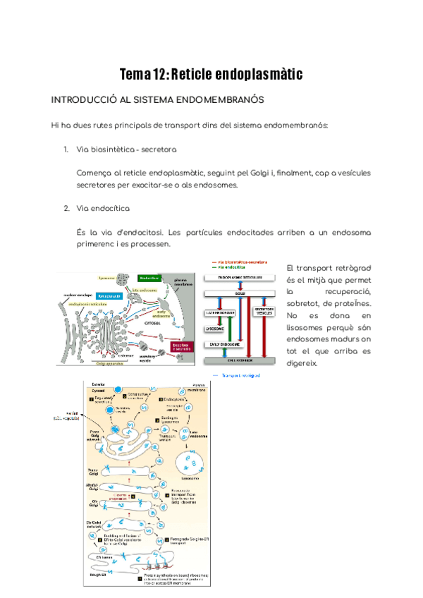 Miniatura del documento Tema-12-Reticle-endoplasmatic.pdf