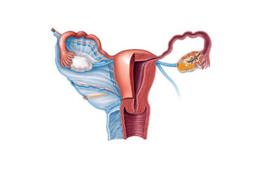 Miniatura del documento sistema-reproductor-femeni.pdf