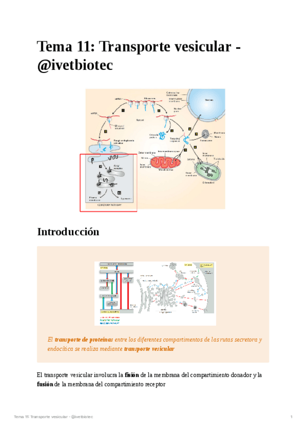 Miniatura del documento Tema-11Biologia-cellular.pdf