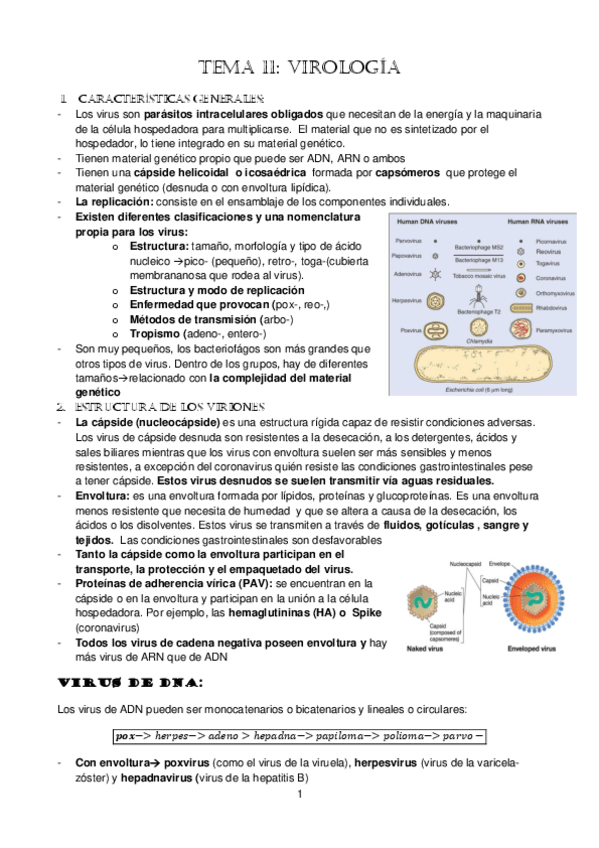 Miniatura del documento tema-11.-Virus.pdf
