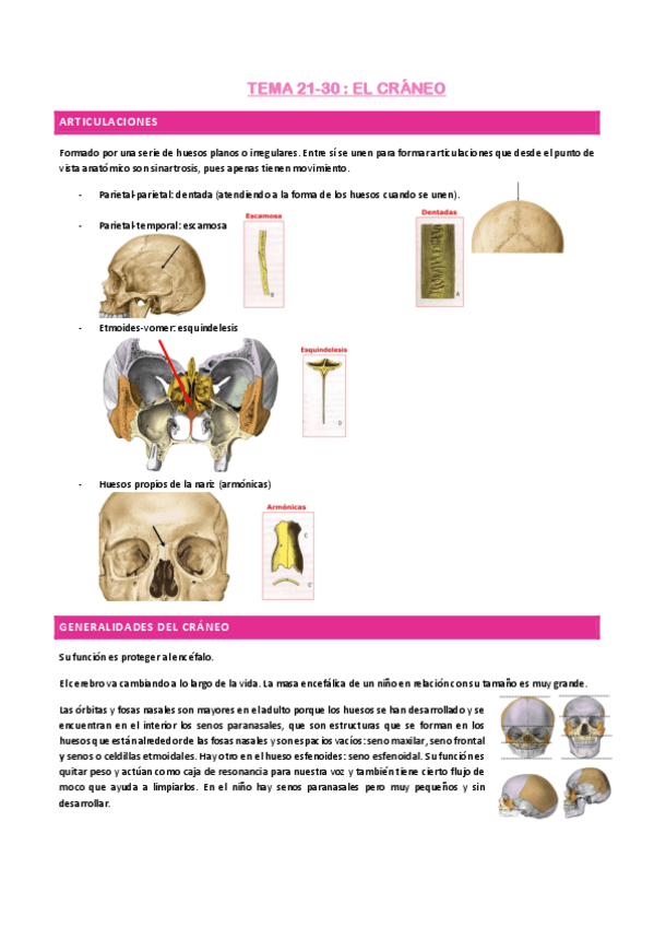 Miniatura del documento Temas-21-30-CRANEO.pdf