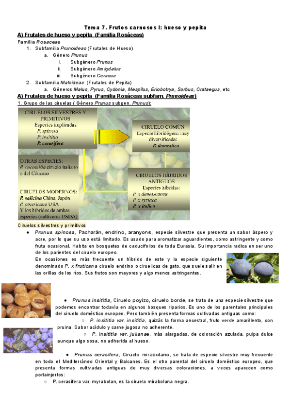 Miniatura del documento Botanica.-Tema-7.pdf