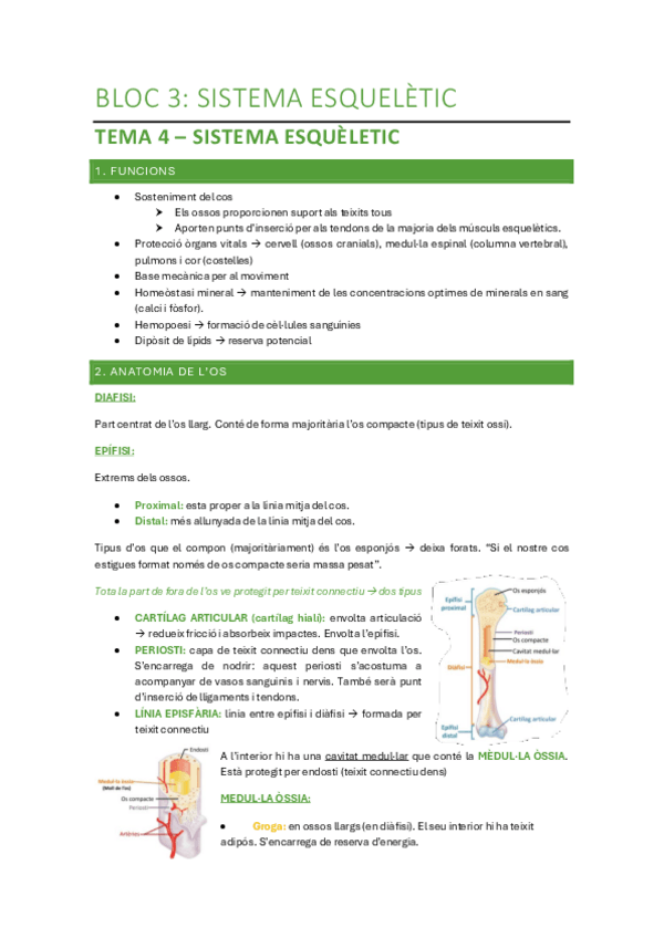 Miniatura del documento Bloc-3-Sistema-esqueletic.pdf
