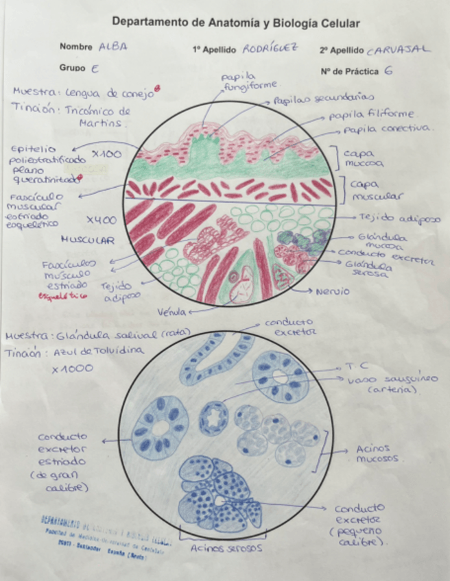 Miniatura del documento DIBUJOS-HISTO-SEGUNDO-PARCIAL.pdf