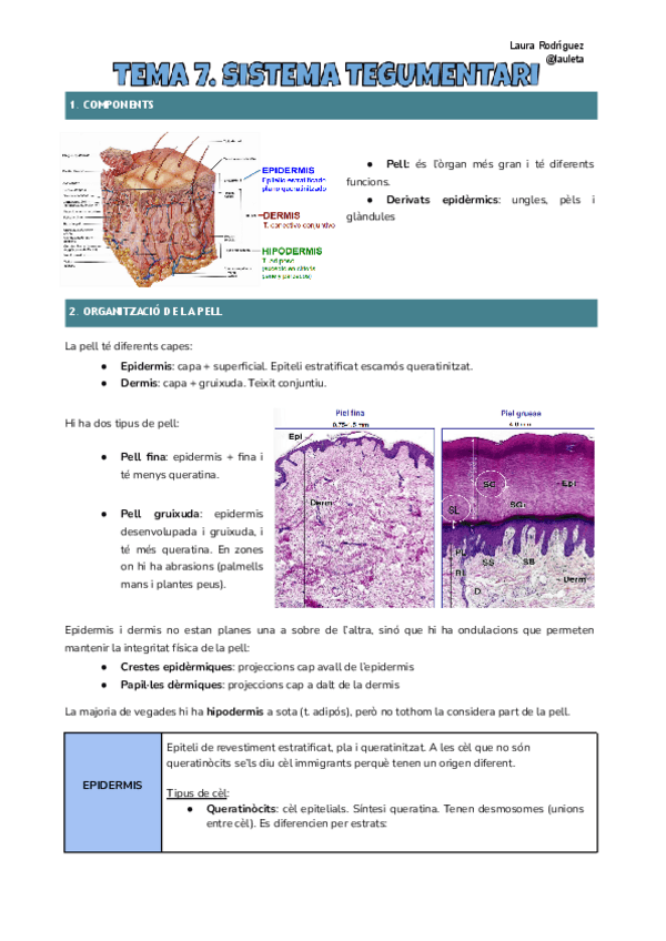 Miniatura del documento Tema-7-Histologia.pdf