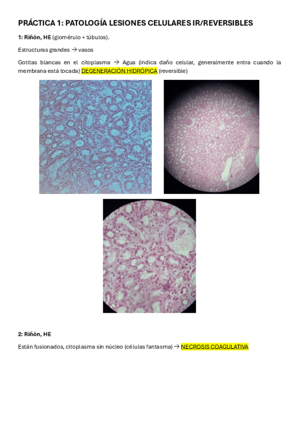 Miniatura del documento PRACTICAS-microscopio-texto--fotos.pdf