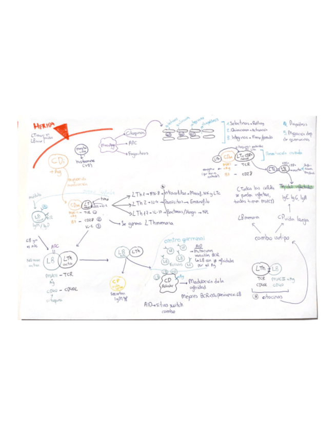 Miniatura del documento esquema-Todo-inmuno.pdf